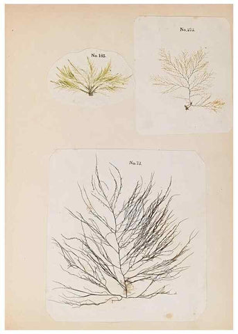 Reproducción/Reproduction 47789023902: Algae and corallines of the bay & harbor of New York /. New York :G.P. Putnam,1850.. 