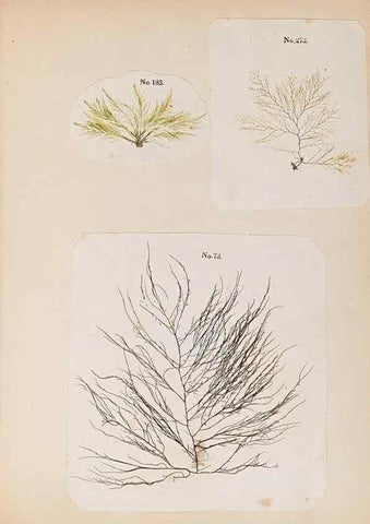 Reproducción/Reproduction 47789023902: Algae and corallines of the bay & harbor of New York /. New York :G.P. Putnam,1850.. 