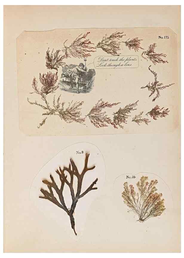 Reproducción/Reproduction 40874395013: Algae and corallines of the bay & harbor of New York /. New York :G.P. Putnam,1850.. 