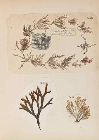 Reproducción/Reproduction 40874395013: Algae and corallines of the bay & harbor of New York /. New York :G.P. Putnam,1850.. 