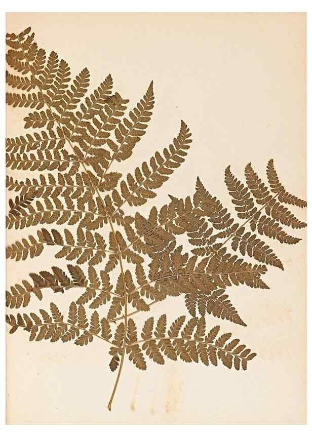 Reproducción/Reproduction 47051473214: The ferns of Wales.. Heath,T. Thomas,1856.. 