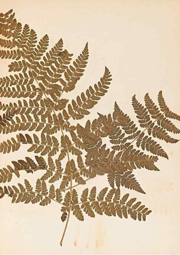 Reproducción/Reproduction 47051473214: The ferns of Wales.. Heath,T. Thomas,1856.. 
