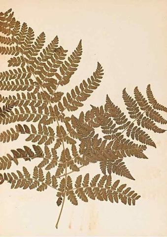 Reproducción/Reproduction 47051473214: The ferns of Wales.. Heath,T. Thomas,1856.. 