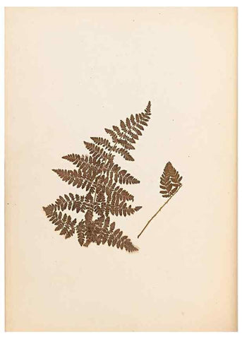 Reproducción/Reproduction 33963718848: The ferns of Wales.. Heath,T. Thomas,1856.. 