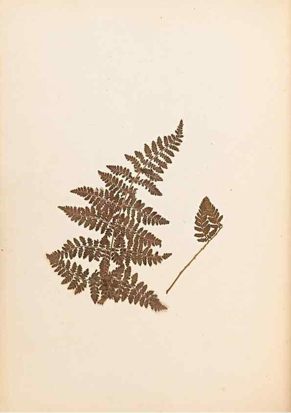 Reproducción/Reproduction 33963718848: The ferns of Wales.. Heath,T. Thomas,1856.. 