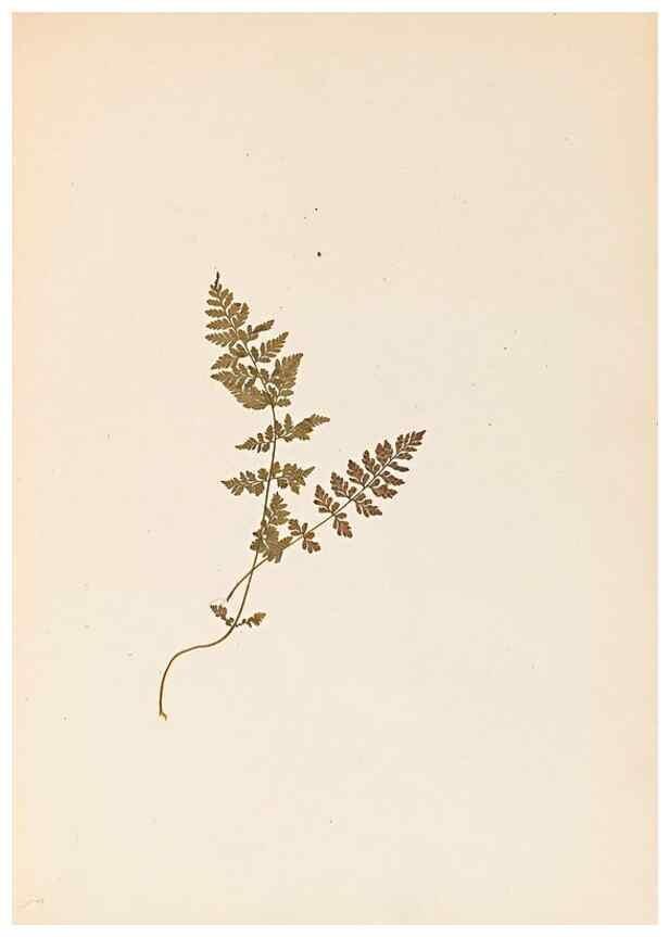 Reproducción/Reproduction 32897132127: The ferns of Wales.. Heath,T. Thomas,1856.. 