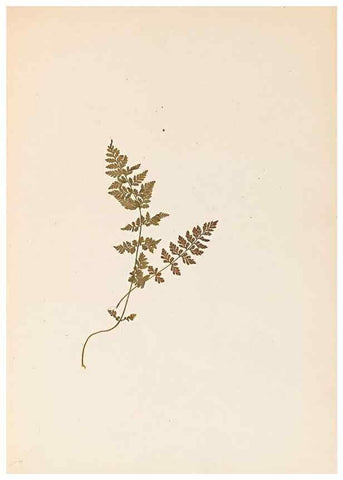Reproducción/Reproduction 32897132127: The ferns of Wales.. Heath,T. Thomas,1856.. 