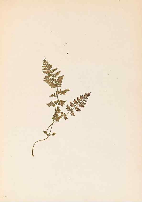 Reproducción/Reproduction 32897132127: The ferns of Wales.. Heath,T. Thomas,1856.. 