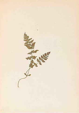 Reproducción/Reproduction 32897132127: The ferns of Wales.. Heath,T. Thomas,1856.. 