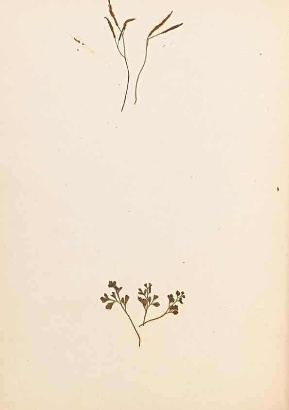 Reproducción/Reproduction 47051474834: The ferns of Wales.. Heath,T. Thomas,1856.. 