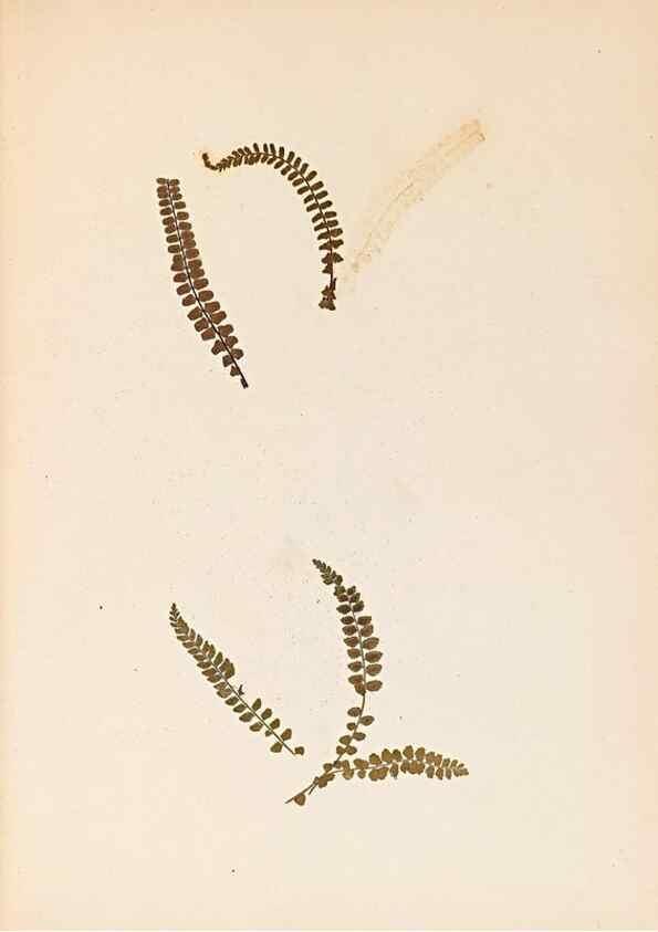 Reproducción/Reproduction 47051475454: The ferns of Wales.. Heath,T. Thomas,1856.. 
