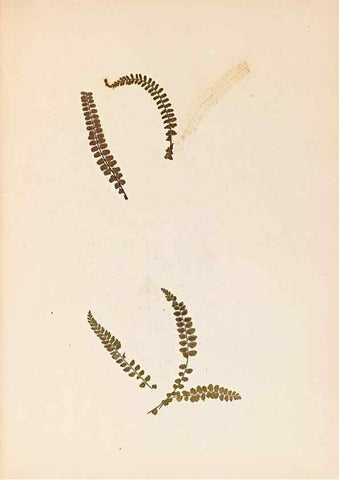 Reproducción/Reproduction 47051475454: The ferns of Wales.. Heath,T. Thomas,1856.. 