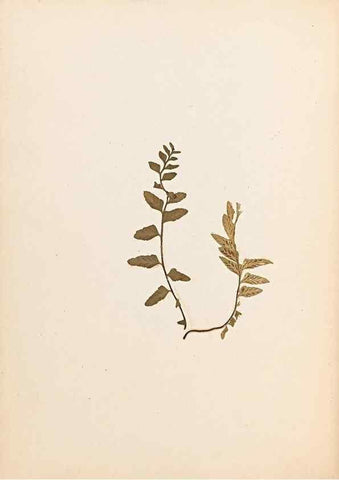 Reproducción/Reproduction 40874336253: The ferns of Wales.. Heath,T. Thomas,1856.. 
