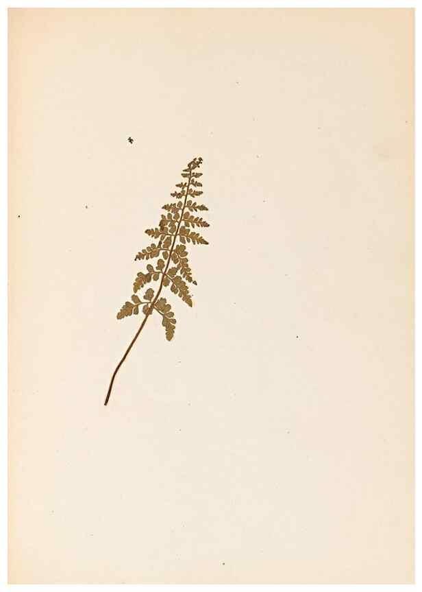 Reproducción/Reproduction 32897134227: The ferns of Wales.. Heath,T. Thomas,1856.. 