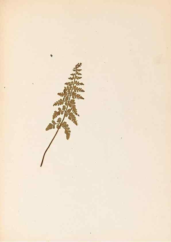 Reproducción/Reproduction 32897134227: The ferns of Wales.. Heath,T. Thomas,1856.. 