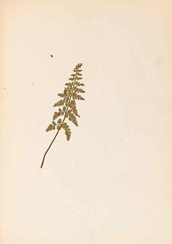 Reproducción/Reproduction 32897134227: The ferns of Wales.. Heath,T. Thomas,1856.. 