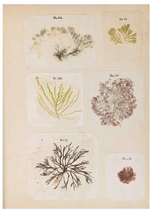 Reproducción/Reproduction 46924828815: Algae and corallines of the bay & harbor of New York /. New York :G.P. Putnam,1850.. 