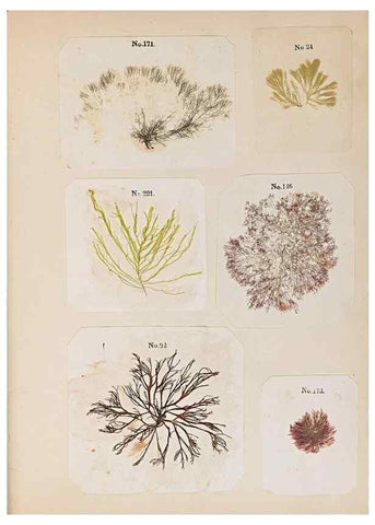Reproducción/Reproduction 46924828815: Algae and corallines of the bay & harbor of New York /. New York :G.P. Putnam,1850.. 
