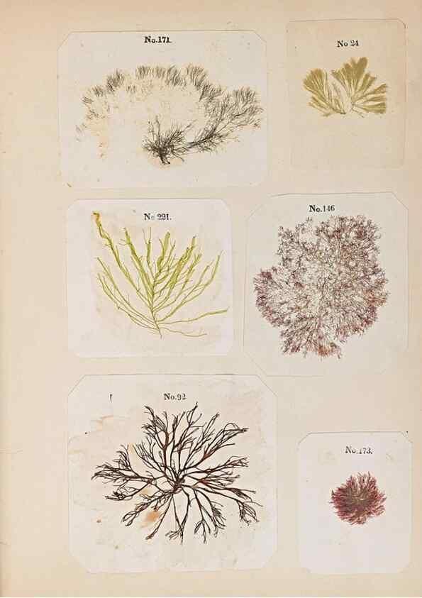 Reproducción/Reproduction 46924828815: Algae and corallines of the bay & harbor of New York /. New York :G.P. Putnam,1850.. 