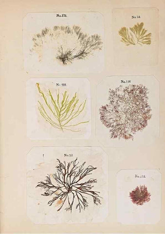 Reproducción/Reproduction 46924828815: Algae and corallines of the bay & harbor of New York /. New York :G.P. Putnam,1850.. 