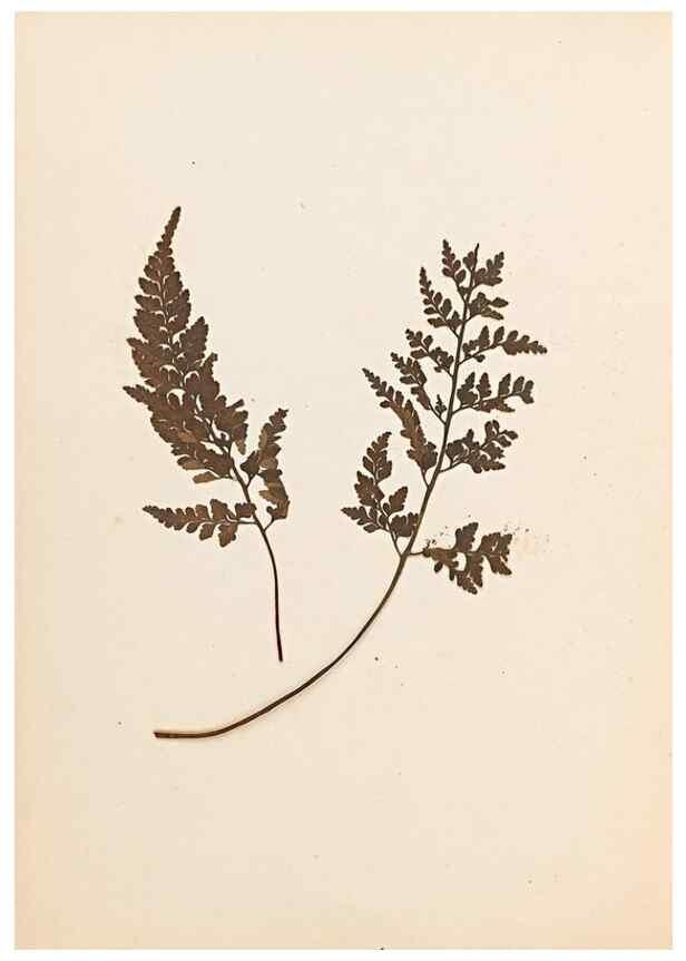 Reproducción/Reproduction 32897134897: The ferns of Wales.. Heath,T. Thomas,1856.. 