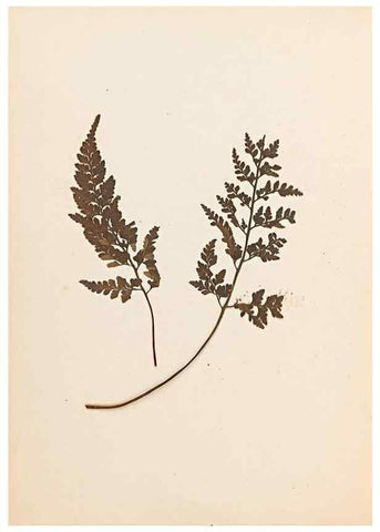 Reproducción/Reproduction 32897134897: The ferns of Wales.. Heath,T. Thomas,1856.. 