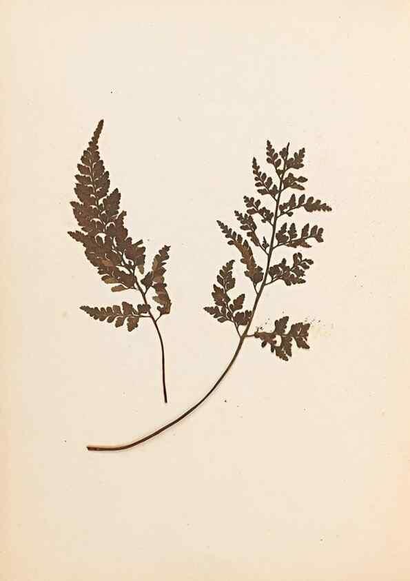 Reproducción/Reproduction 32897134897: The ferns of Wales.. Heath,T. Thomas,1856.. 
