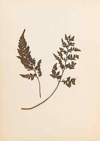 Reproducción/Reproduction 32897134897: The ferns of Wales.. Heath,T. Thomas,1856.. 