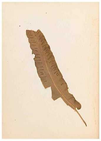 Reproducción/Reproduction 47788965422: The ferns of Wales.. Heath,T. Thomas,1856.. 