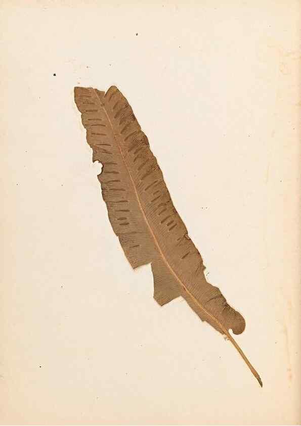 Reproducción/Reproduction 47788965422: The ferns of Wales.. Heath,T. Thomas,1856.. 