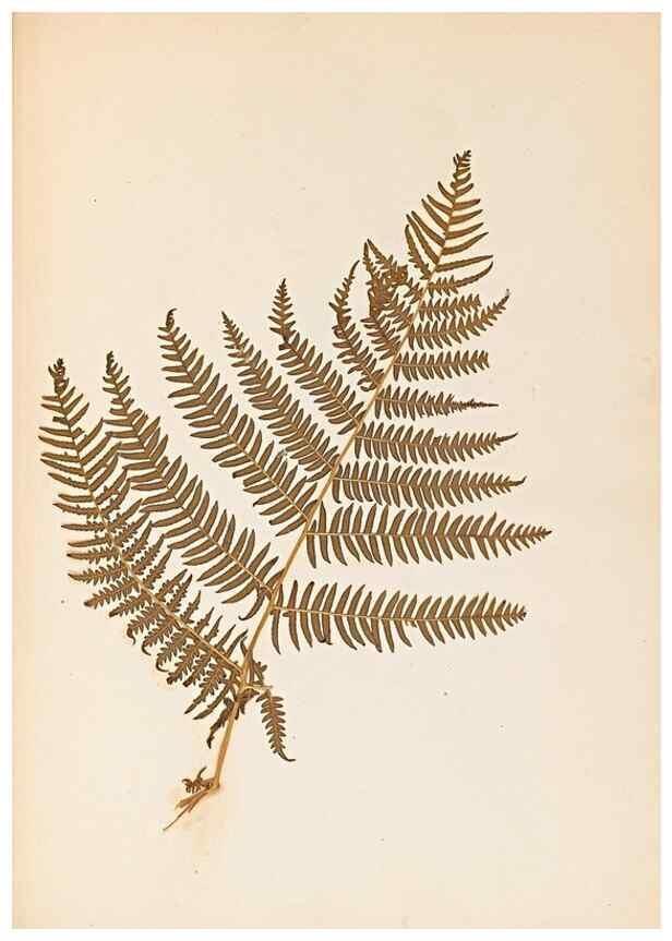 Reproducción/Reproduction 40874337993: The ferns of Wales.. Heath,T. Thomas,1856.. 