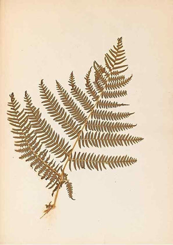 Reproducción/Reproduction 40874337993: The ferns of Wales.. Heath,T. Thomas,1856.. 