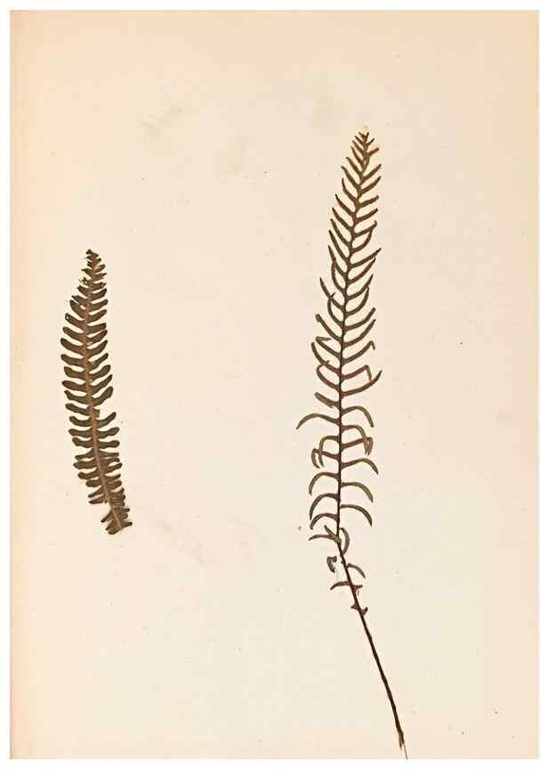 Reproducción/Reproduction 40874338333: The ferns of Wales.. Heath,T. Thomas,1856.. 