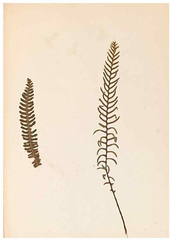 Reproducción/Reproduction 40874338333: The ferns of Wales.. Heath,T. Thomas,1856.. 