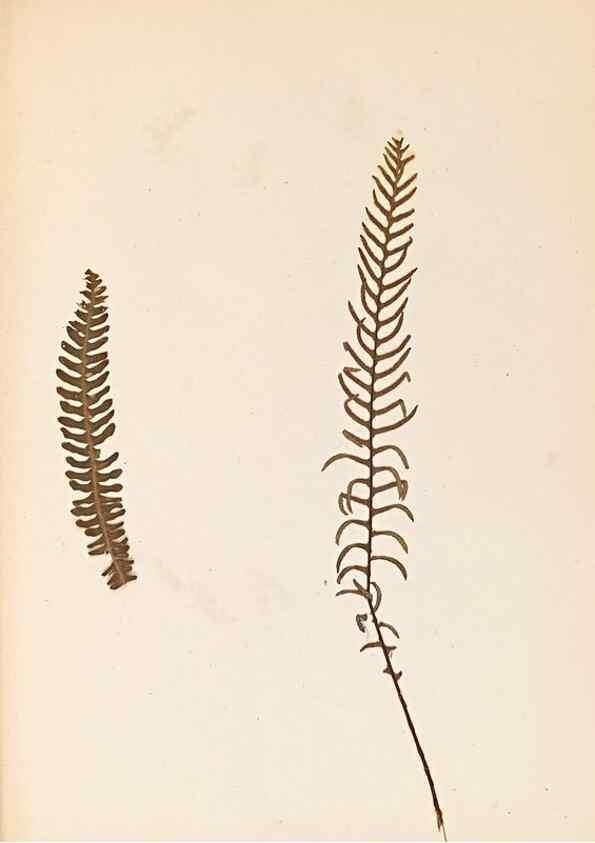 Reproducción/Reproduction 40874338333: The ferns of Wales.. Heath,T. Thomas,1856.. 