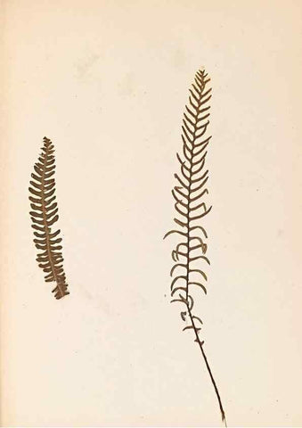 Reproducción/Reproduction 40874338333: The ferns of Wales.. Heath,T. Thomas,1856.. 