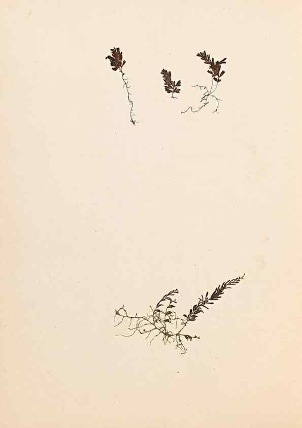 Reproducción/Reproduction 47788967342: The ferns of Wales.. Heath,T. Thomas,1856.. 