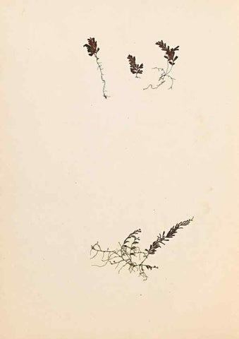 Reproducción/Reproduction 47788967342: The ferns of Wales.. Heath,T. Thomas,1856.. 