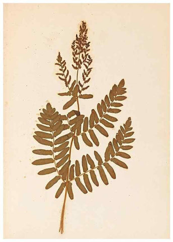 Reproducción/Reproduction 47788968092: The ferns of Wales.. Heath,T. Thomas,1856.. 