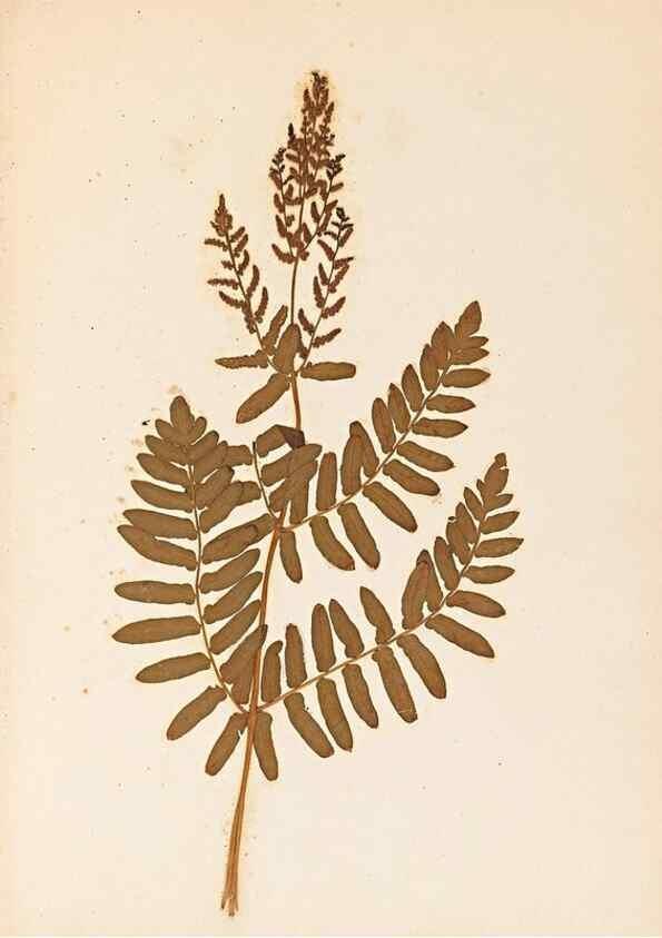 Reproducción/Reproduction 47788968092: The ferns of Wales.. Heath,T. Thomas,1856.. 