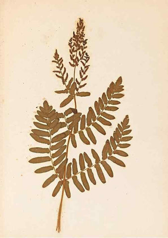 Reproducción/Reproduction 47788968092: The ferns of Wales.. Heath,T. Thomas,1856.. 