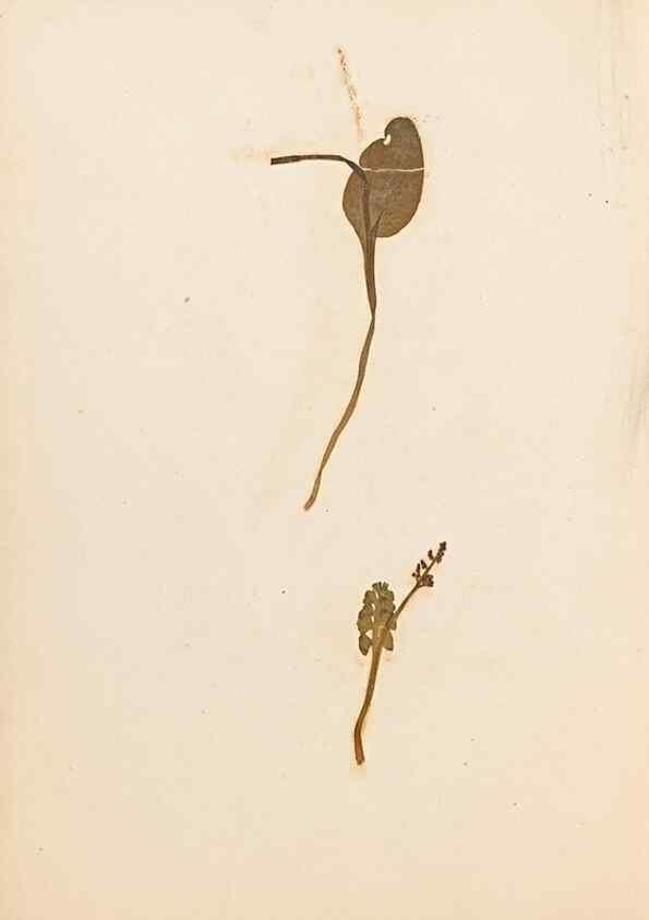 Reproducción/Reproduction 46924774755: The ferns of Wales.. Heath,T. Thomas,1856.. 