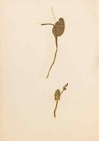 Reproducción/Reproduction 46924774755: The ferns of Wales.. Heath,T. Thomas,1856.. 