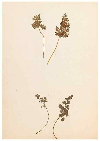 Reproducción/Reproduction 33963725438: The ferns of Wales.. Heath,T. Thomas,1856.. 