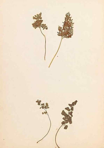 Reproducción/Reproduction 33963725438: The ferns of Wales.. Heath,T. Thomas,1856.. 