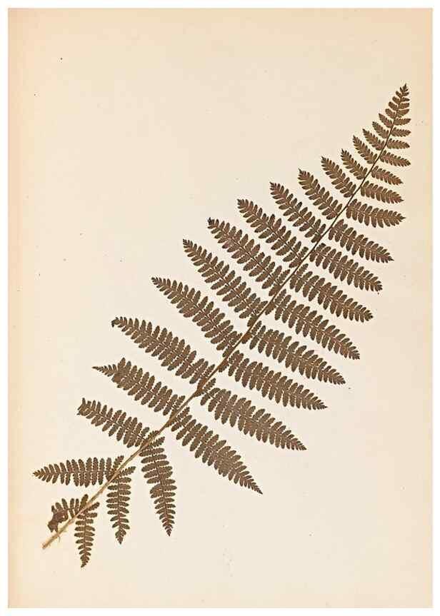 Reproducción/Reproduction 40874337393: The ferns of Wales.. Heath,T. Thomas,1856.. 