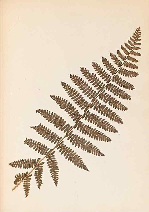 Reproducción/Reproduction 40874337393: The ferns of Wales.. Heath,T. Thomas,1856.. 