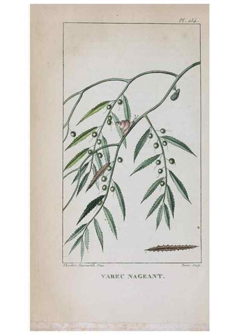 Reproducción/Reproduction 33294722248: Flore pittoresque et médicale des Antilles, ou, Histoire naturelle des plantes usuelles des colonies françaises, anglaises, espagnoles, et portugaises /. Paris :Ches l'Editeur,1833.. 