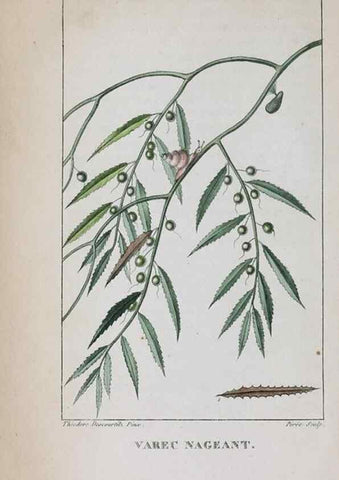 Reproducción/Reproduction 33294722248: Flore pittoresque et médicale des Antilles, ou, Histoire naturelle des plantes usuelles des colonies françaises, anglaises, espagnoles, et portugaises /. Paris :Ches l'Editeur,1833.. 
