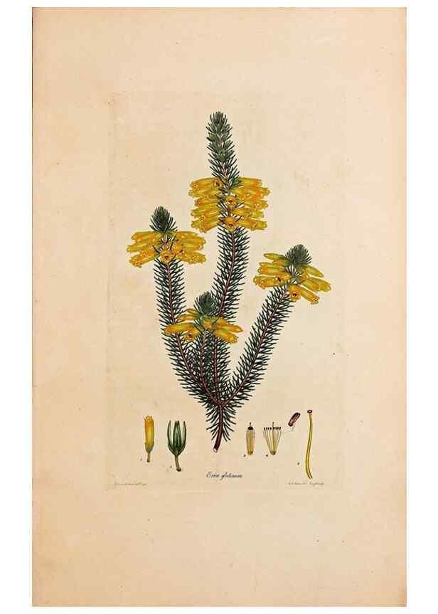 Reproducción/Reproduction 47788564102: Coloured engravings of heaths :. London :Published by the Author. Printed by T. Bensley,1802-09 [1830?]. 